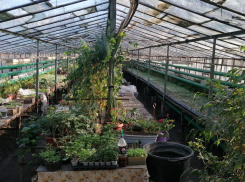 Вход на территорию Ботанического сада в Ростове стал платным