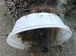 Трагическая гибель ежа от брошенного на землю пластикового стакана вызвала слезы у жителей Ростова  