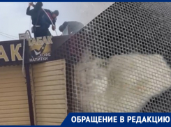 Экстренные службы в Батайске отказались спасать кота