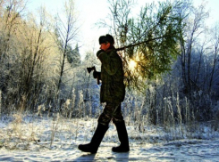 Двое ростовчан решили нагло озолотиться, вырубив 200 сосен в донском лесу