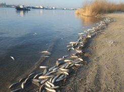 Прокуратура проводит проверку по факту гибели рыбы в Ростове