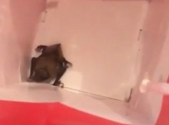 Подобранный заботливыми руками на улице маленький летучий монстр попал на видео в Ростове