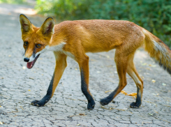 Стройная рыжая красавица из леса напугала своей «болезненной» худобой жителей Ростова