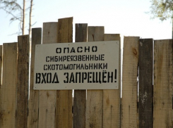 В Ростовской области более 260 бесхозных скотомогильников угрожают здоровью людей