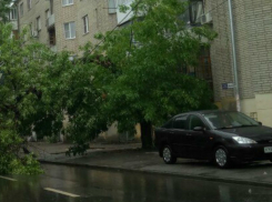 Рухнувшее дерево перегородило дорогу и постучало в окно жителям в Ростове
