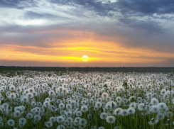 В Ростове зацвели одуванчики, несмотря на декабрь за окном