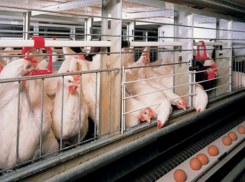 Подозрительные яйца и нерабочий крематорий обнаружили на известной птицефабрике Ростовской области