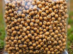 Более трех тыс. тонн кормов для животных передала Ростовская область в Турцию 