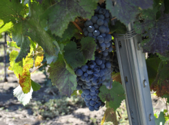 В Ростове продажи безалкогольного вина выросли на 25%