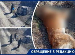 В Ростовской области наркокурьер отравил 10 собак