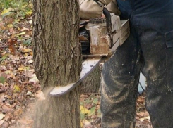 Мужчину с украденными кустами белой акации на 100 тысяч рублей поймали в лесополосе Ростовской области