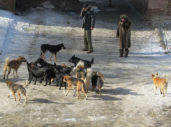 Палкой встречал жену с работы житель Ростова из-за собачьей своры 