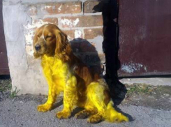 Слонявшаяся по двору ядовито-желтая собака шокировала жителей Ростовской области