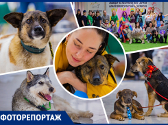 Мокрые носы и добрый взгляд: в Ростове прошел добрый фестиваль животных «Дай лапу» 