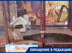 Ростовчане переживают за судьбу белок, заключенных в клетку в Трогательном зоопарке 