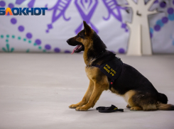 В Ростове пройдет фестиваль бездомных животных