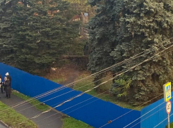 В Ростове в районе Шолохова спилили голубые ели, наплевав на запрет властей