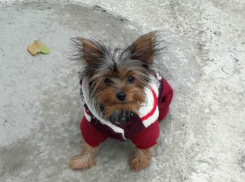 Ростовчанину за украденного щенка грозит два года колонии