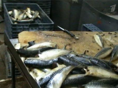 Около 40 тонн некачественной рыбы забраковали в Ростовской области 