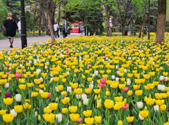 В Ростове планируют увеличить количество высаженных тюльпанов 
