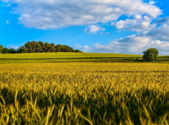 Тепло, переменная облачность: рассказываем о погоде в Ростове в четверг, 4 июля 