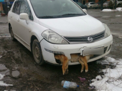 Отморозок на Nissan с мертвым псом в бампере шокировал горожан в Ростовской области