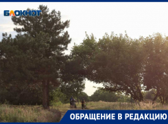 Вдыхайте аромат асфальта и выхлопов: ростовчан разозлил платный вход в Ботанический сад