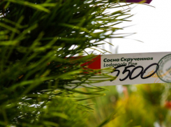 Новогодние сосны и елки с потрясающими ценами на ростовских рынках попали на видео