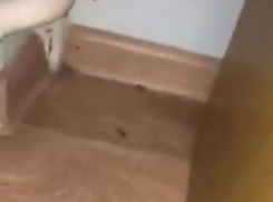 Ночной охотой за тараканами развлекаются пациенты городской больницы под Ростовом