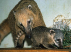Экзотические животные и хищные птицы ростовского зоопарка покажут свою прожорливость