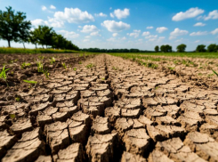 В Ростовской области отменили режим ЧС для аграриев после засухи и заморозков