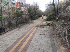 В Ростове на Пушкинской вырубили часть деревьев