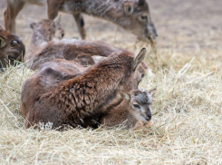 Большое пополнение в семействе копытных произошло в зоопарке Ростова-на-Дону