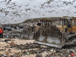 Более 30 тонн санкционных грибов из Польши уничтожили на полигонах Ростова и Миллерово