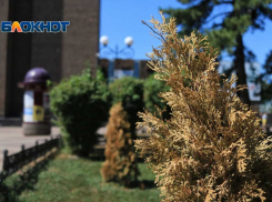 Эксперты: Ростову не хватает специалистов, которые занимались бы зелеными насаждениями