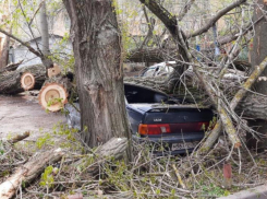В Ростове рухнувшее дерево повредило четыре машины