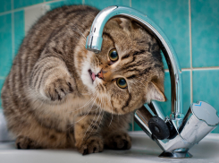 В день старого советского праздника ростовчане на сутки останутся без воды