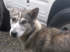 Доверчивый парень с разными глазами ищет своих хозяев в Ростове