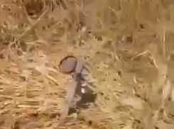 В МЧС опровергли информацию о готовящихся поджогах пшеничных полей в Ростовской области