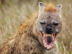 А так хотелось мяса покушать: бешеный шакал попался на мушку охотнику в Ростовской области