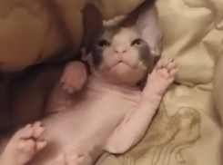 Странные игры с лысым «чудом» снял на видео любитель экзотики из Ростова