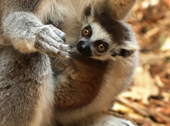 Невероятно милый малыш лемурчик родился в зоопарке Ростова