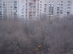 Жители Ростова в ужасе от вырубки красивой рощи ради строительства трех безликих многоэтажек