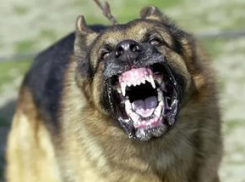 Бродячий пес изуродовал ребенка из Ростовской области 