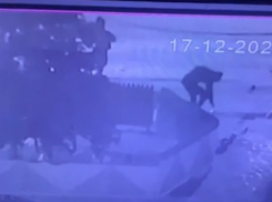 В Каменске-Шахтинском школьники обнесли новогоднюю елку 