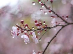 Дожди и похолодание обещают синоптики в Ростове на этой неделе