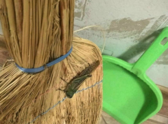 Большая саранча добралась до Ростова