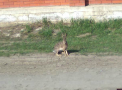 Маленькое ушастое «чудо» заметила женщина на улице Ростова