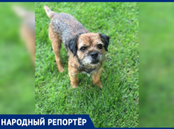 В Ростове пропал ласковый Бордер-терьер Арчи