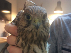 Упавшим с неба в центре города хищным птенцам ищут хозяев в Ростове